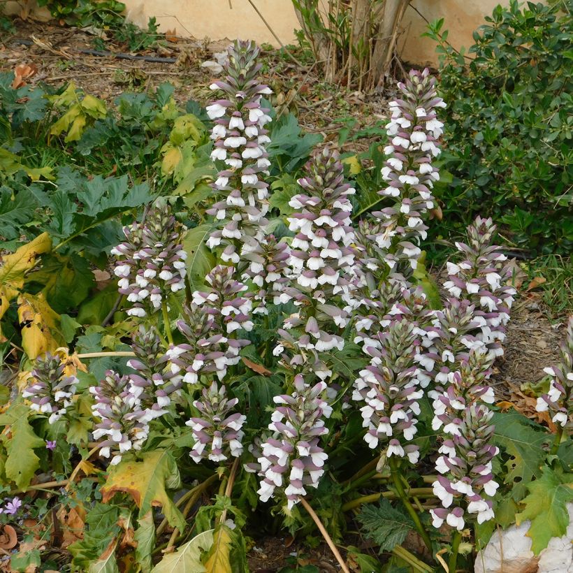 Acanthus mollis (Samen) - Weicher Akanthus (Hafen)