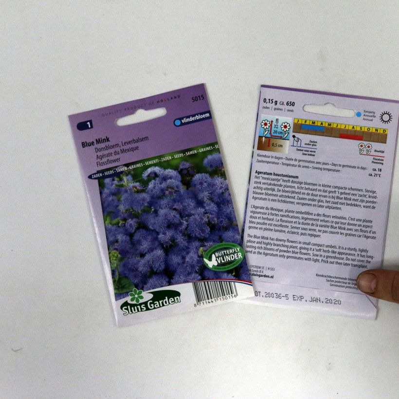 Beispiel eines Exemplars von Ageratum Blue Mink (Samen) - Leberbalsam wie geliefert