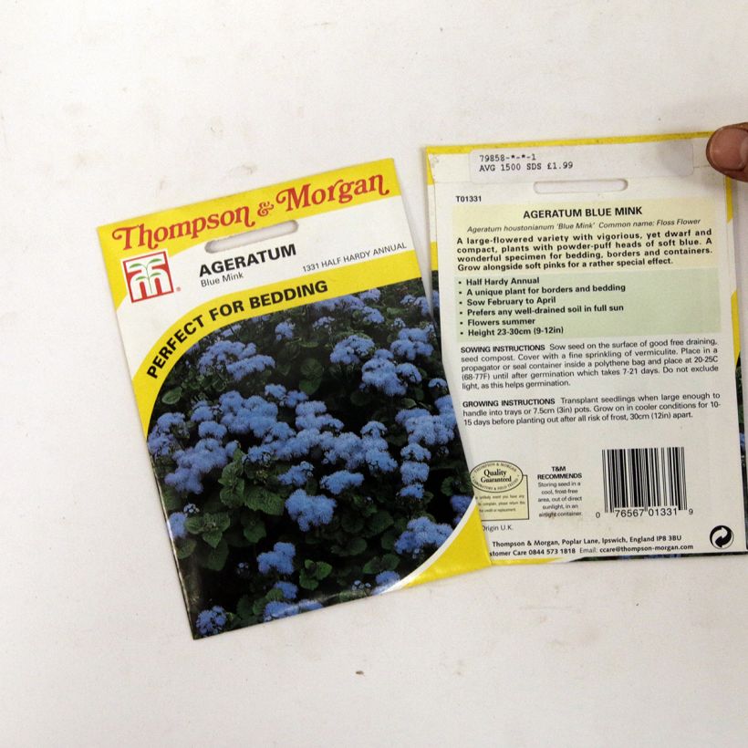 Beispiel eines Exemplars von Ageratum Blue Mink - Leberbalsam wie geliefert