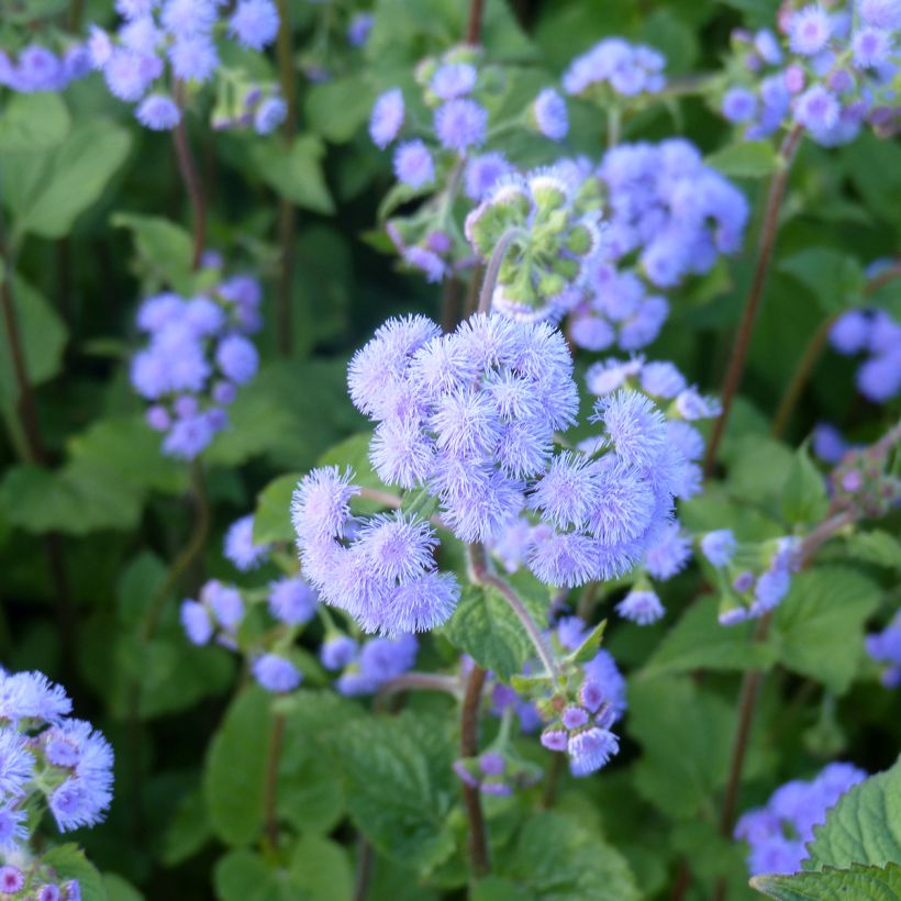 Ageratum Bouquet Bleu (Samen) - Leberbalsam (Blüte)