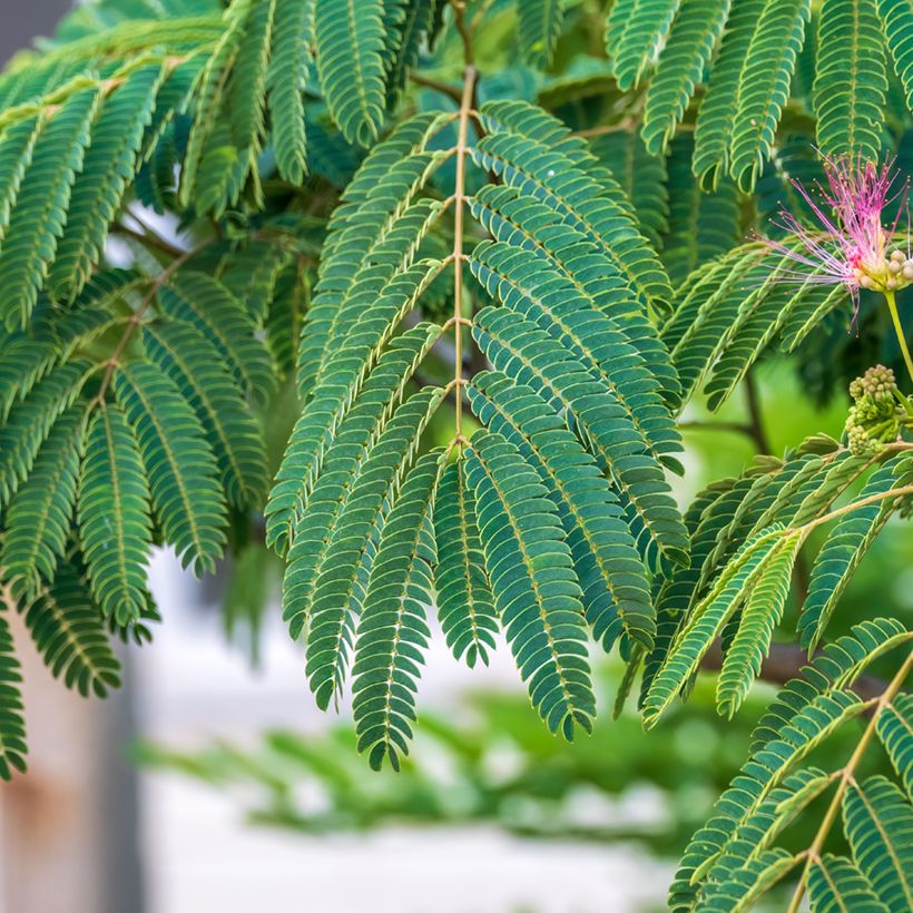 Albizia julibrissin (Samen) - Seidenakazie (Laub)