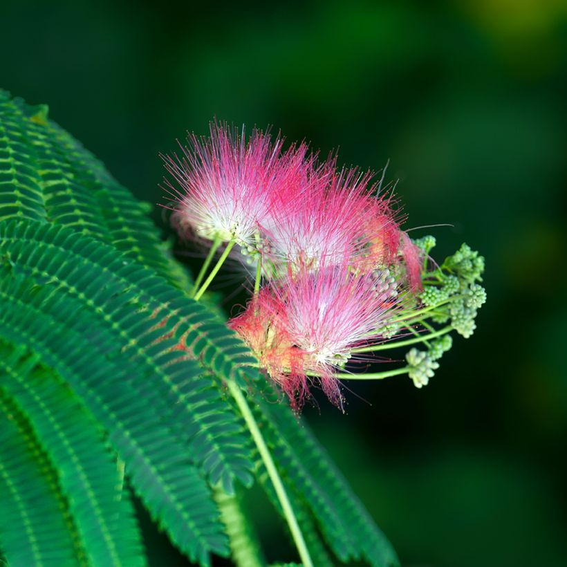 Albizia julibrissin (Samen) - Seidenakazie (Blüte)