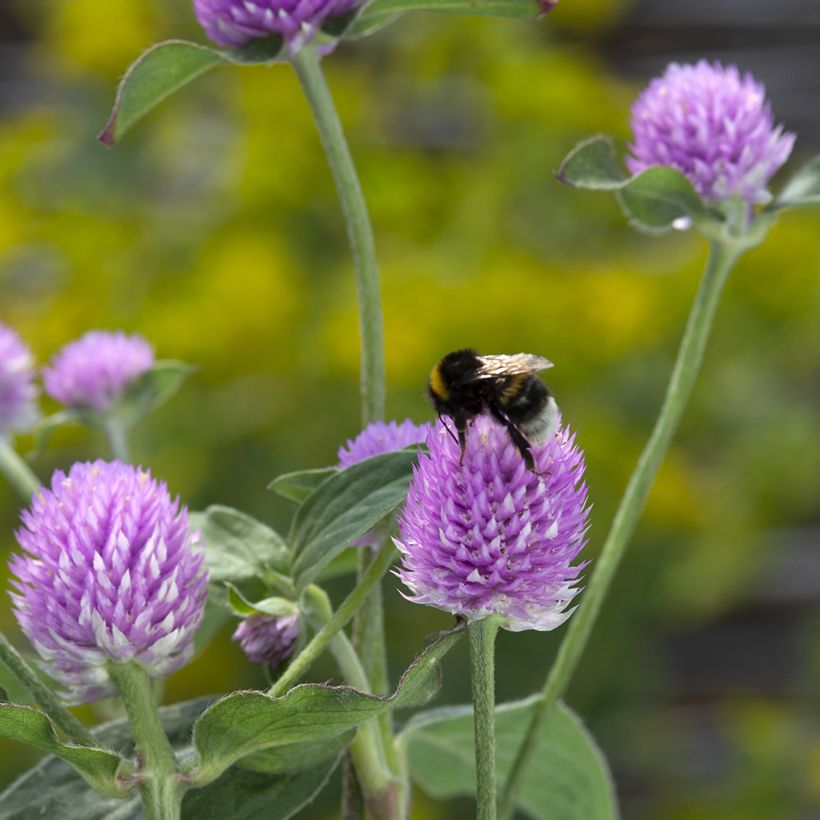 Gomphrena globosa Lavender Lady (Samen) - Kugelamarant (Blüte)