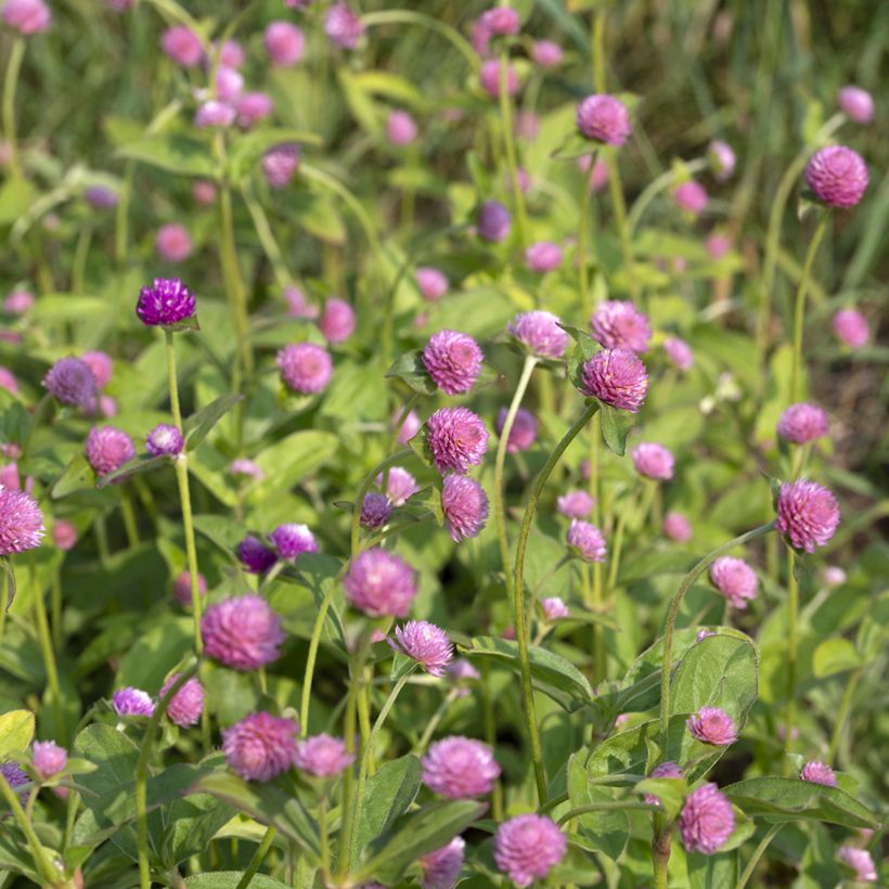 Gomphrena globosa Salmon Pastel (Samen) - Kugelamarant (Blüte)