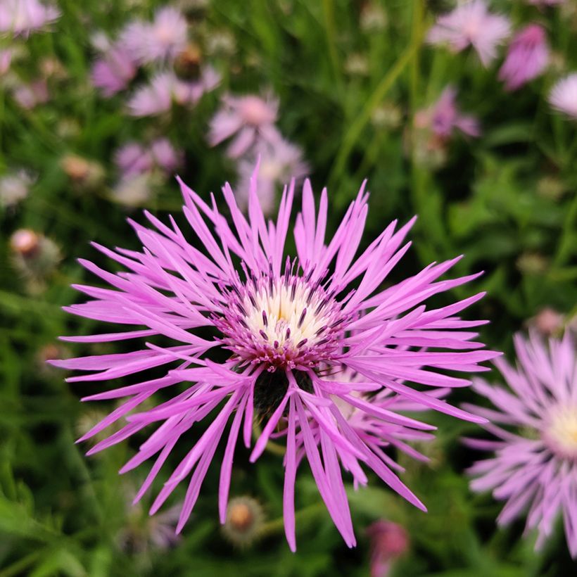 Amberboa muricata (Samen) - Stern der Wüste (Blüte)