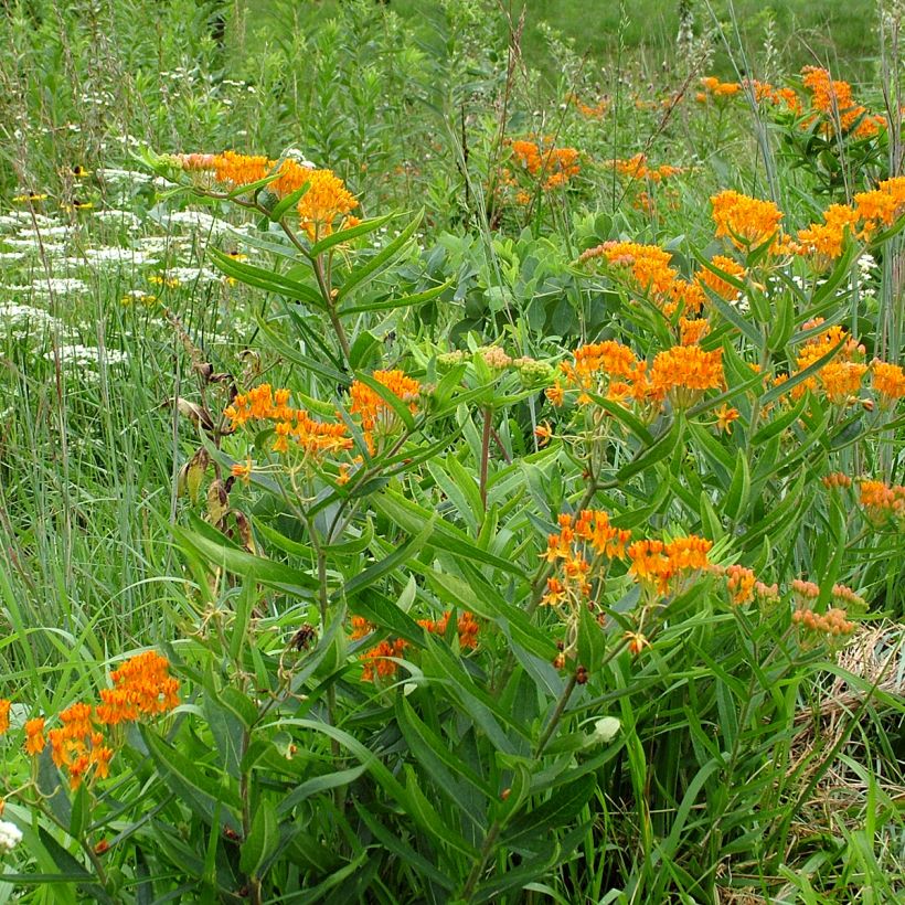 Asclepias tuberosa (Samen) - Knollige Seidenpflanze (Hafen)