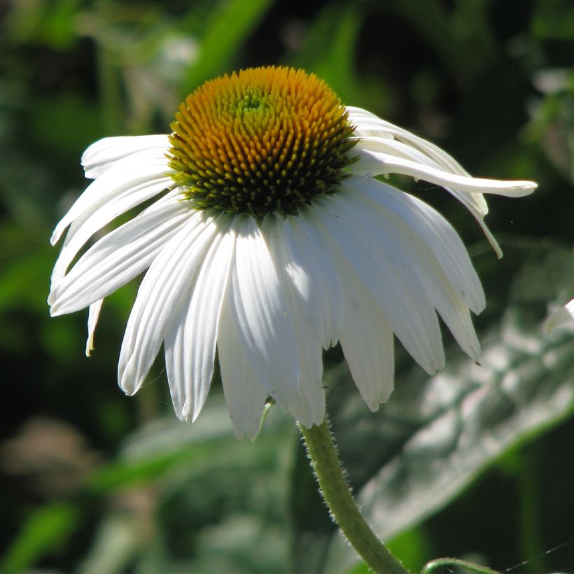 Echinacea purpurea White Swan (Samen) - Sonnenhut (Blüte)