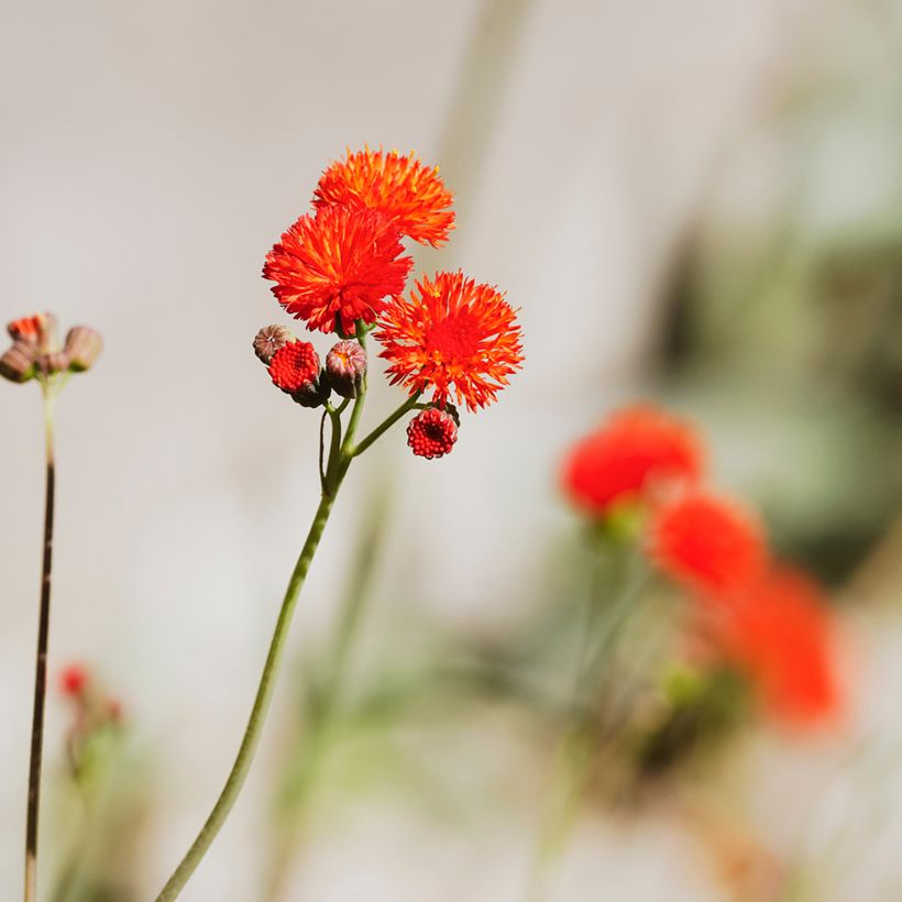 Emilia coccinea Scarlet Magic (Samen) (Blüte)