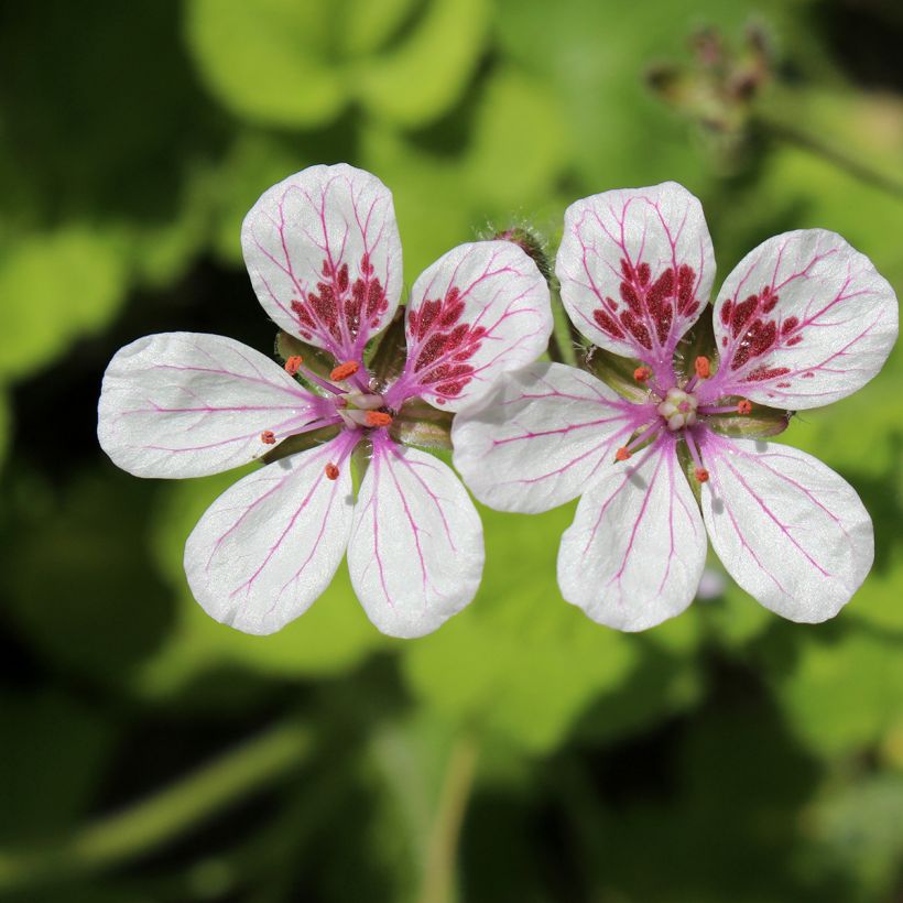 Erodium pelargoniiflorum Sweetheart (Samen) - Reiherschnabel (Blüte)