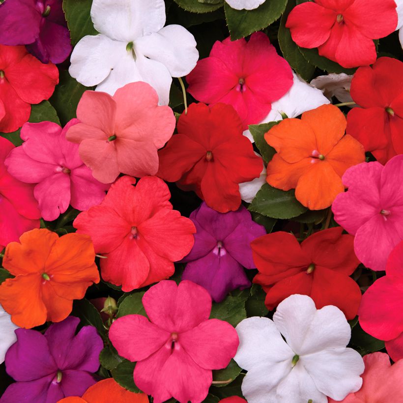 Fleißige Lieschen Beacon Mix (Samen) - Impatiens walleriana (Blüte)