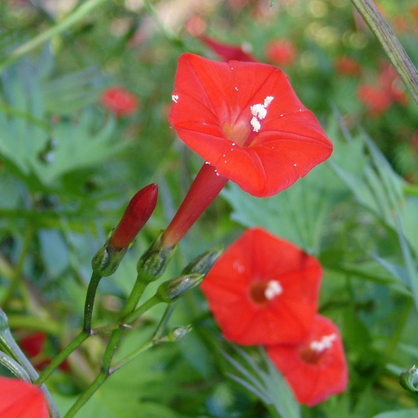 Ipomoea Cardinal Climber (Samen) - Prunkwinde (Blüte)