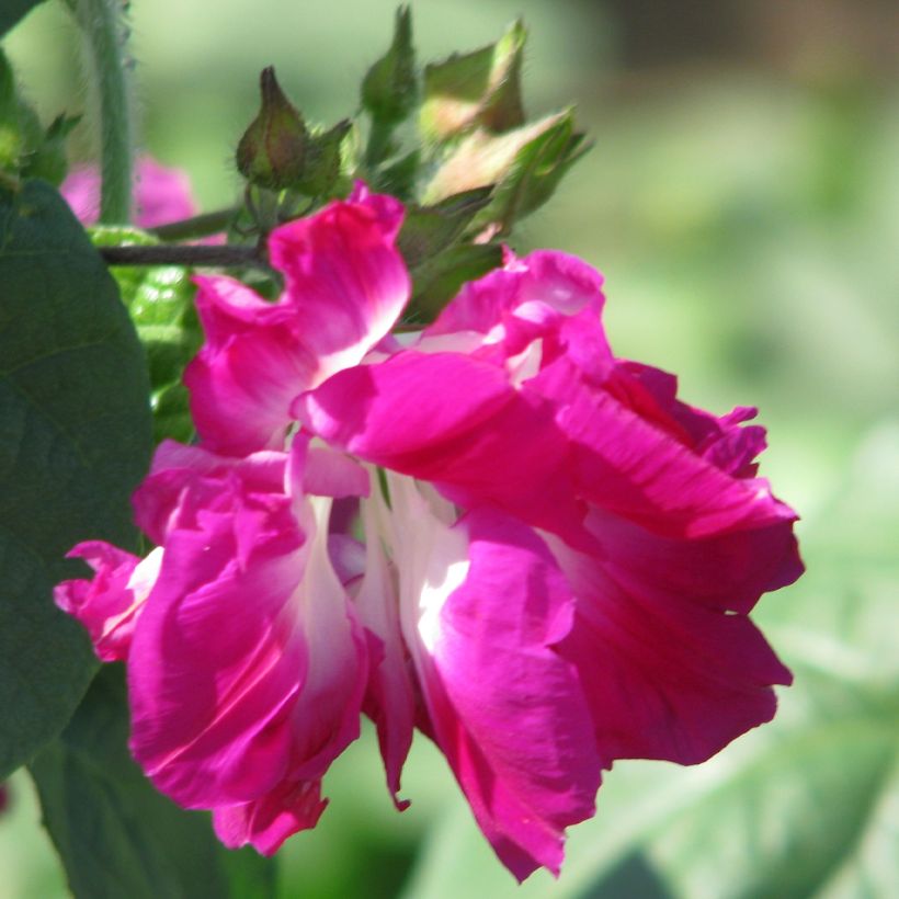 Ipomoea Sunrise Serenade (Samen) - Prunkwinde (Blüte)