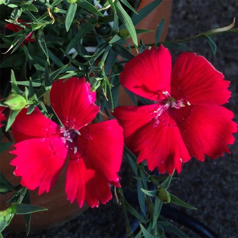 Heide-Nelke Brilliancy (Samen) - Dianthus deltoides (Blüte)