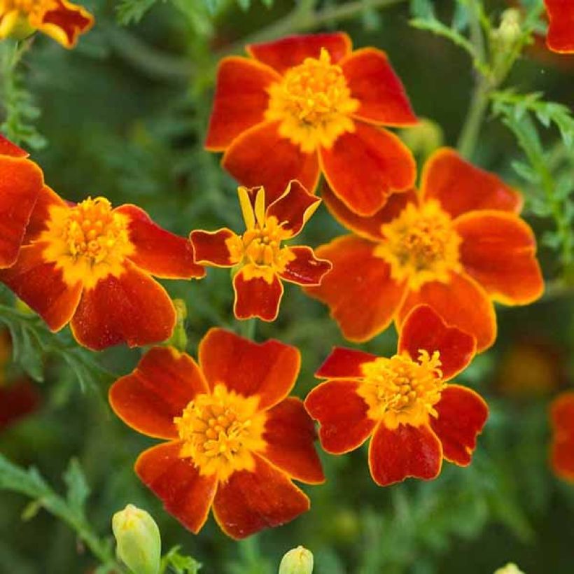 Studentenblume Paprika - Tagetes tenuifolia (Blüte)