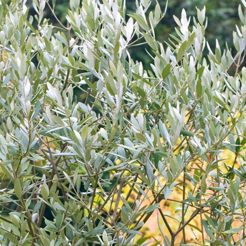 Ölbaum (Samen) - Olea europaea (Laub)