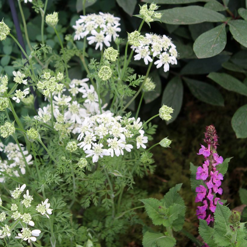 Orlaya grandiflora (Samen) - Strahlen-Breitsame (Hafen)