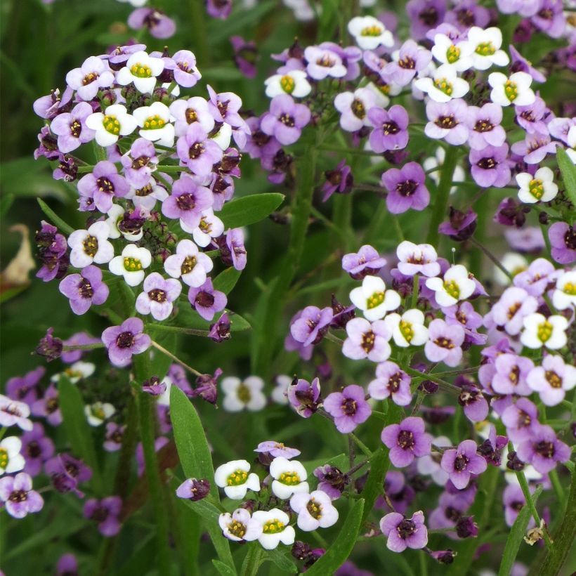 Strand-Silberkraut Royal Carpet (Samen) - Lobularia (Blüte)