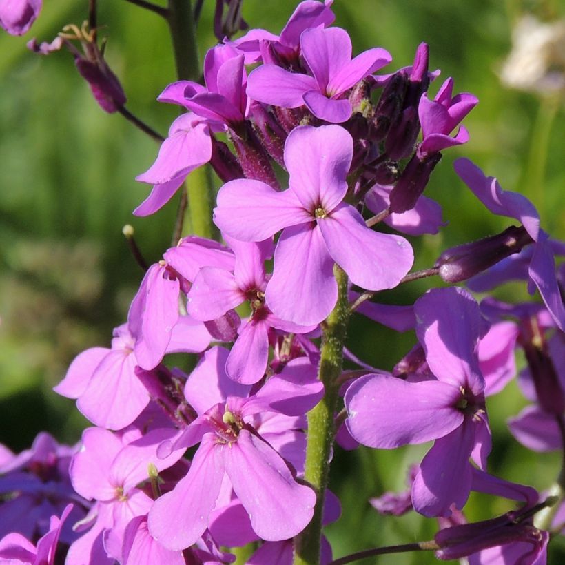 Gemeine Nachtviole - Hesperis matronalis (Samen) (Blüte)