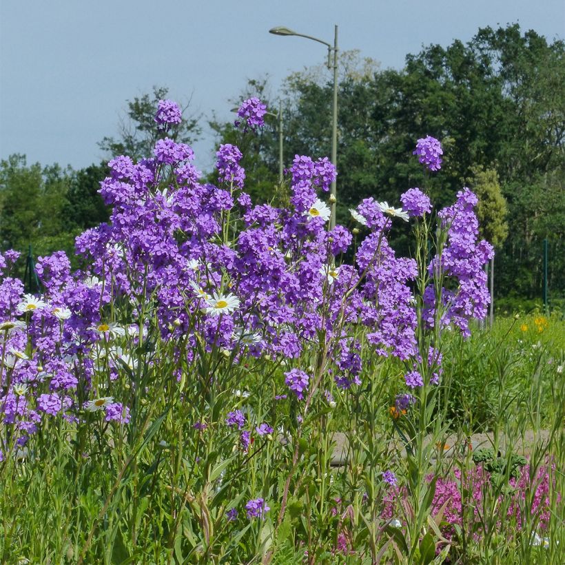 Gemeine Nachtviole - Hesperis matronalis (Samen) (Hafen)