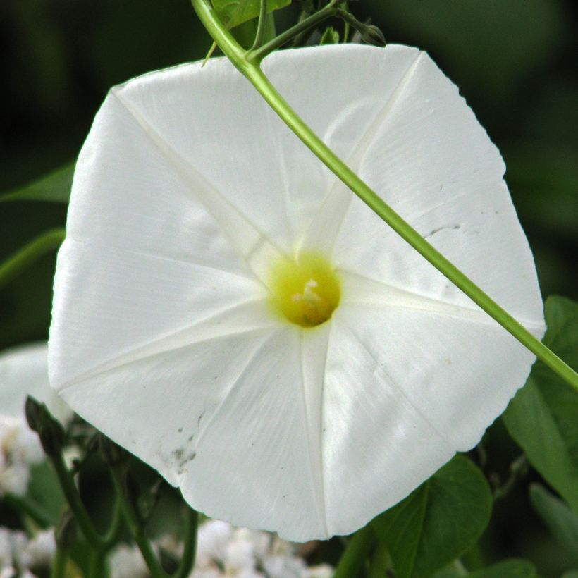 Ipomoea alba (Samen) - Mondwinde (Blüte)