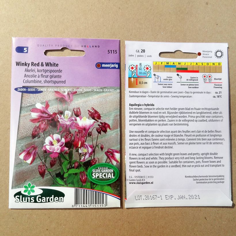 Beispiel eines Exemplars von Graines d'Ancolie naine Winky Red & White - Aquilegia x cultorum Graines wie geliefert