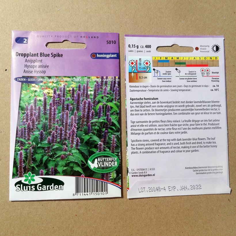 Beispiel eines Exemplars von Agastache foeniculum Blue Spike (Samen) - Duftnessel wie geliefert