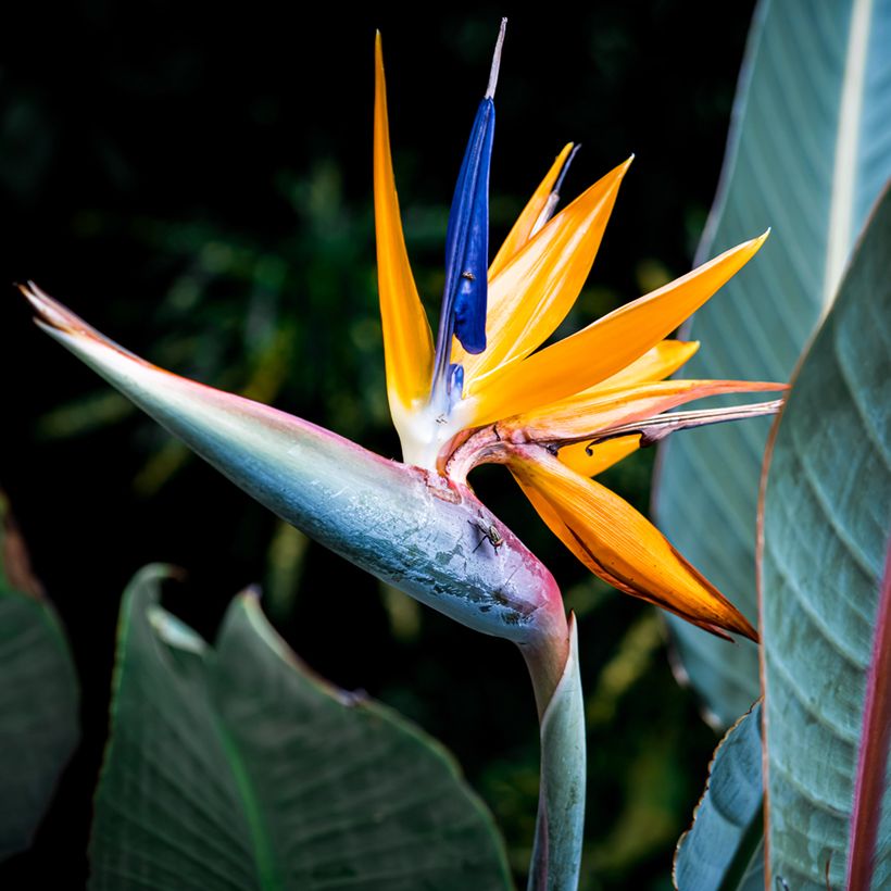 Strelitzia reginae Mandela’s Gold (Samen) (Blüte)