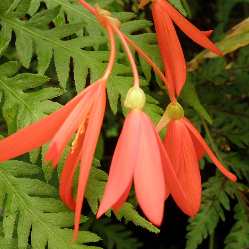 Begonie (Samen) - Begonia boliviensis (Blüte)