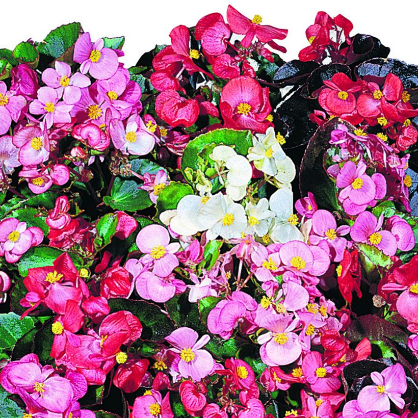 Begonie Organdy F1 Mix (Pillierte Samen) - Begonia semperflorens (Blüte)