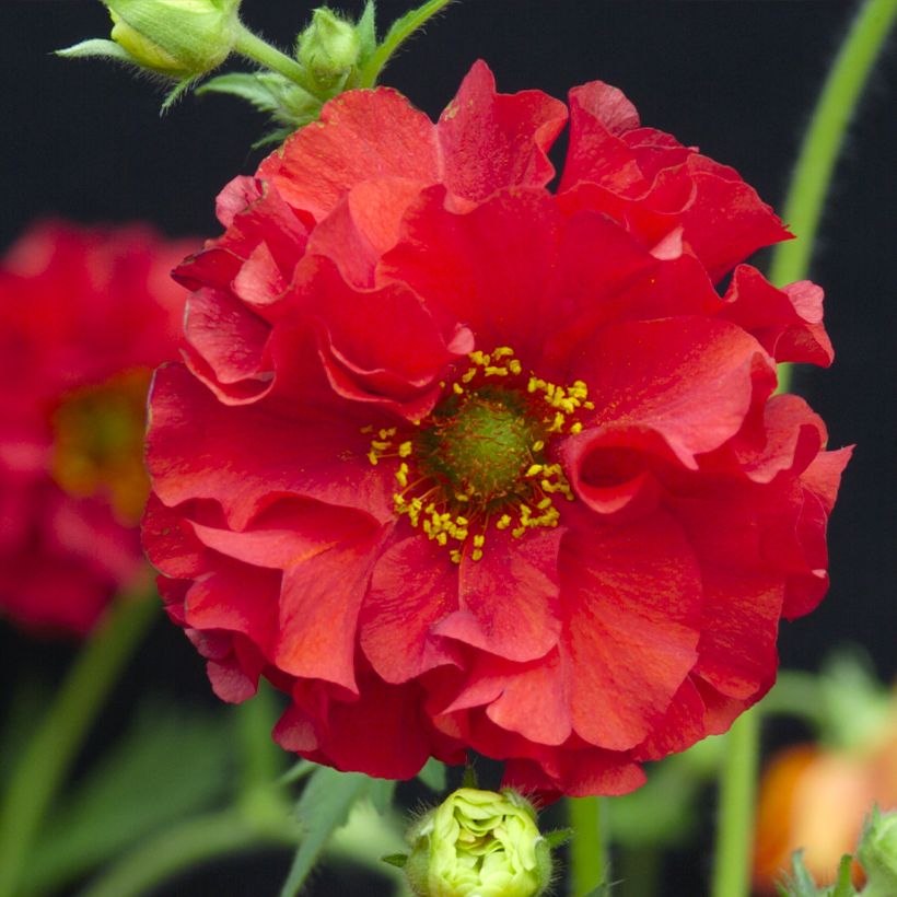 Geum chiloense Red Dragon (Samen) - Chilenische Nelkenwurz (Blüte)