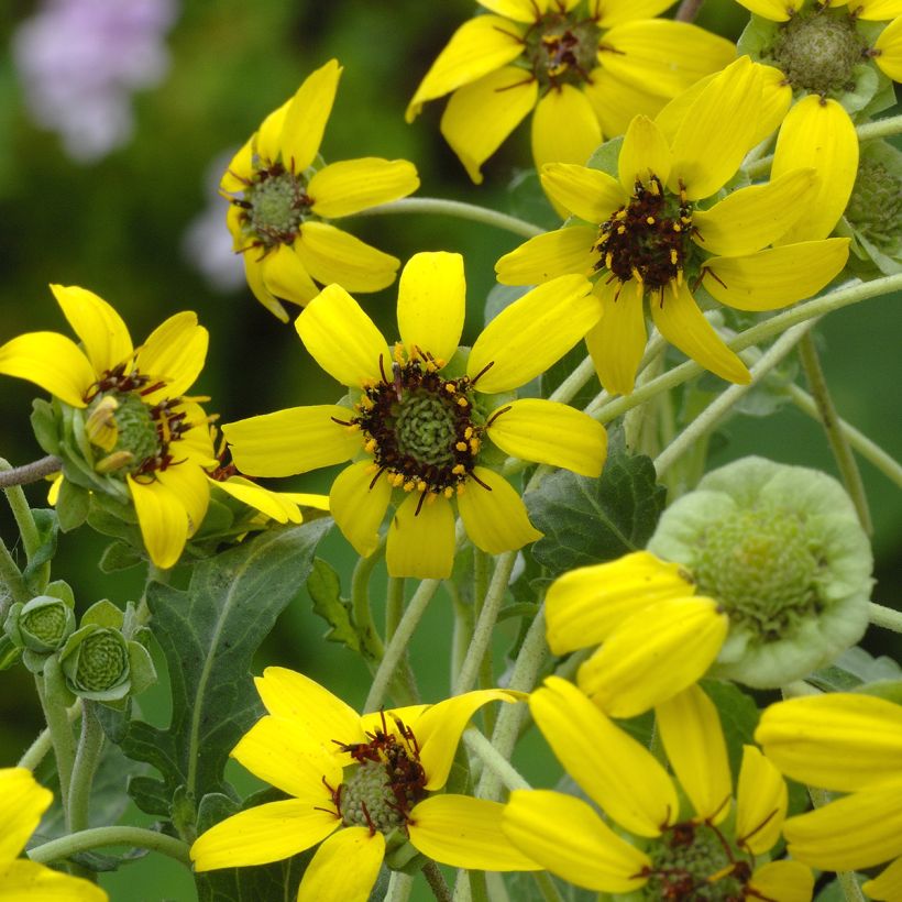 Berlandiera lyrata (Samen) - Schokoladenblume (Blüte)