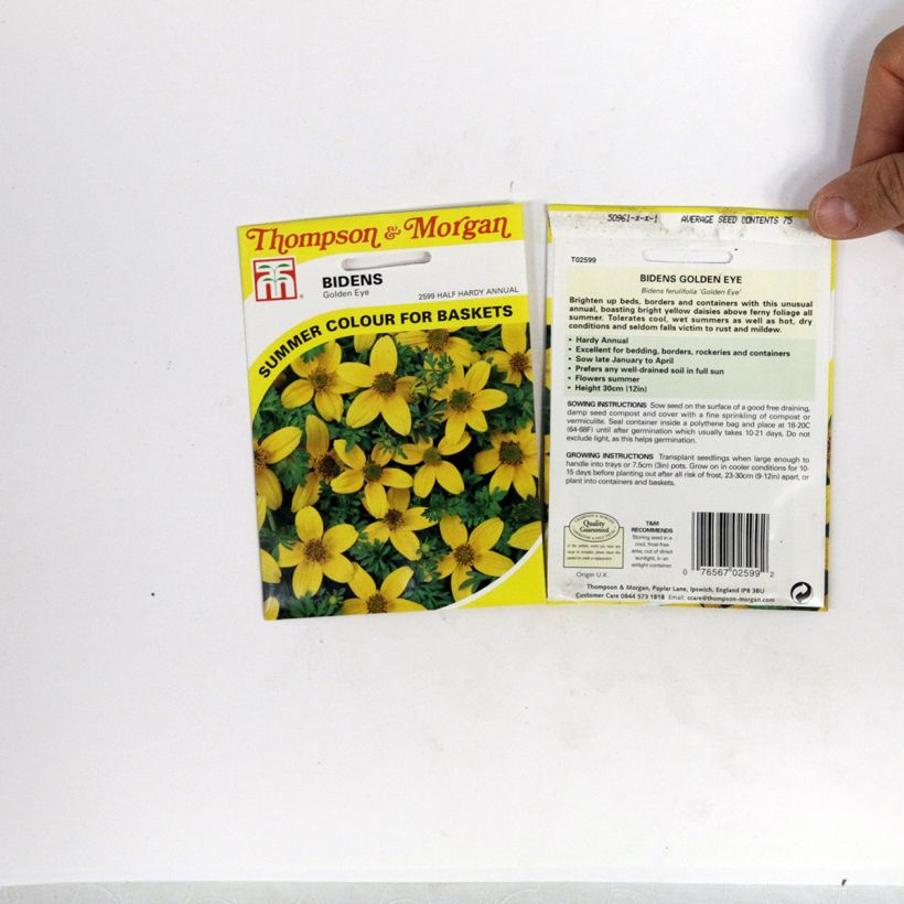 Beispiel eines Exemplars von Graines de Bidens ferulifolia Golden Eye  Graines wie geliefert