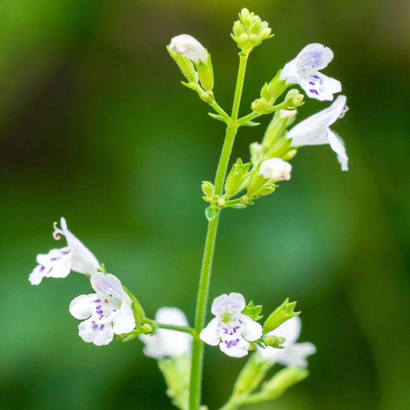 Kleine Bergminze - Calamintha nepeta (Samen) (Blüte)