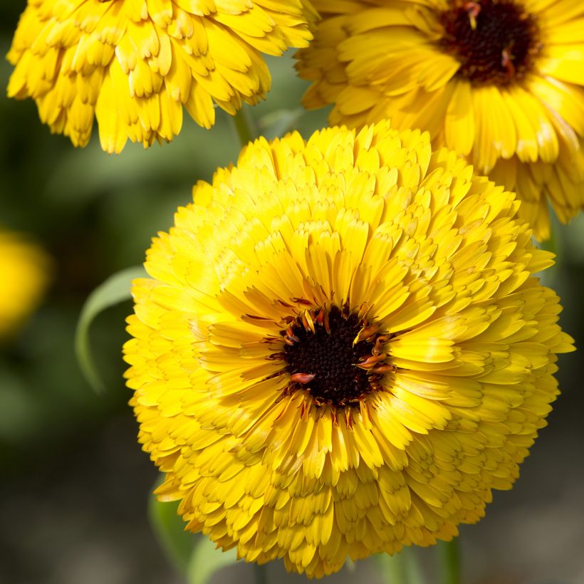 Ringelblume Bull's Eye (Samen) - Calendula officinalis (Blüte)