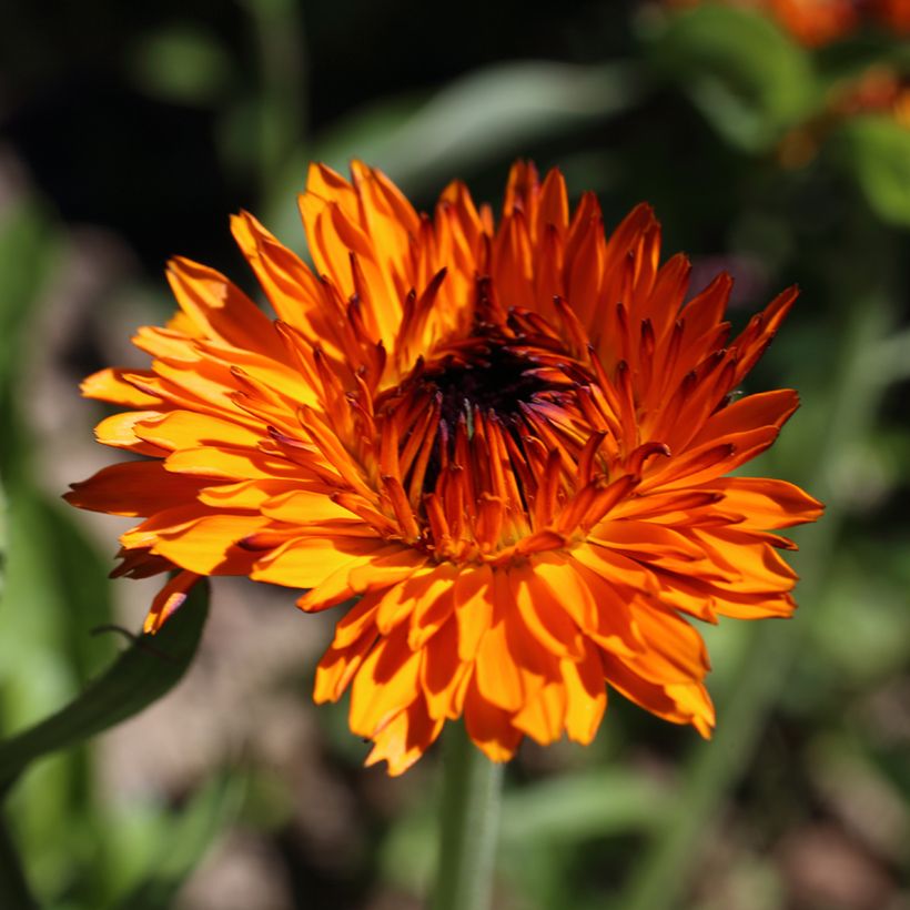 Garten-Ringelblume Néon - Calendula (Blüte)