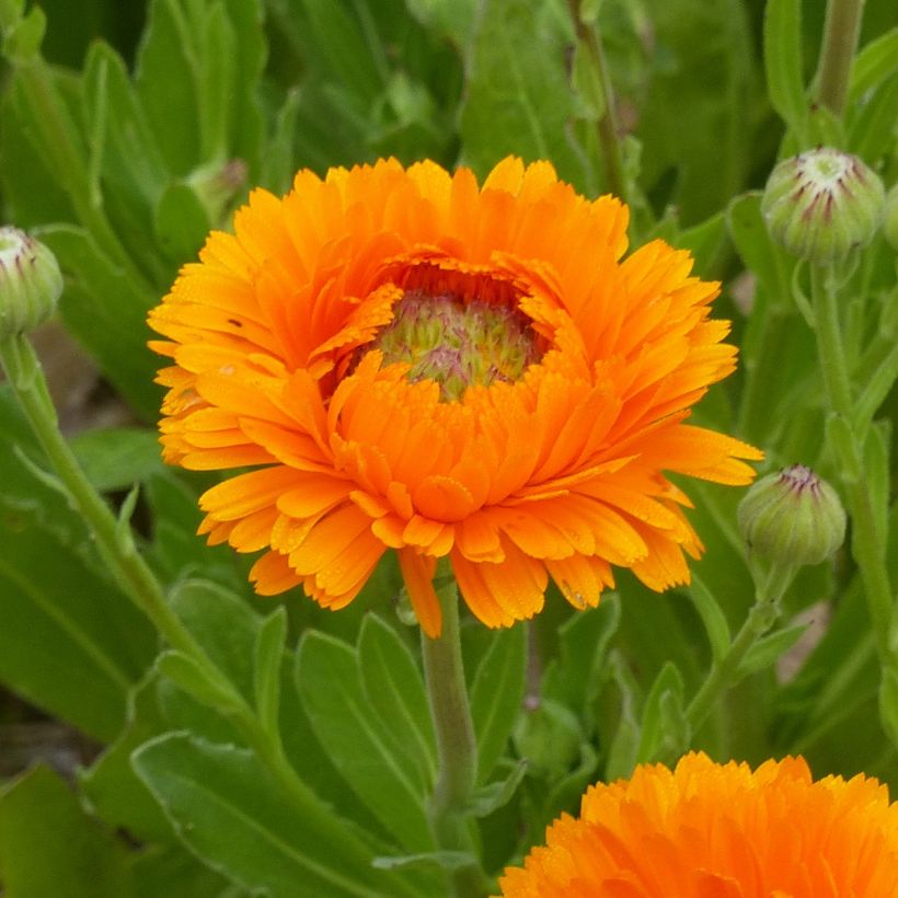 Ringelblume Greenheart Orange (Samen) - Calendula officinalis (Blüte)