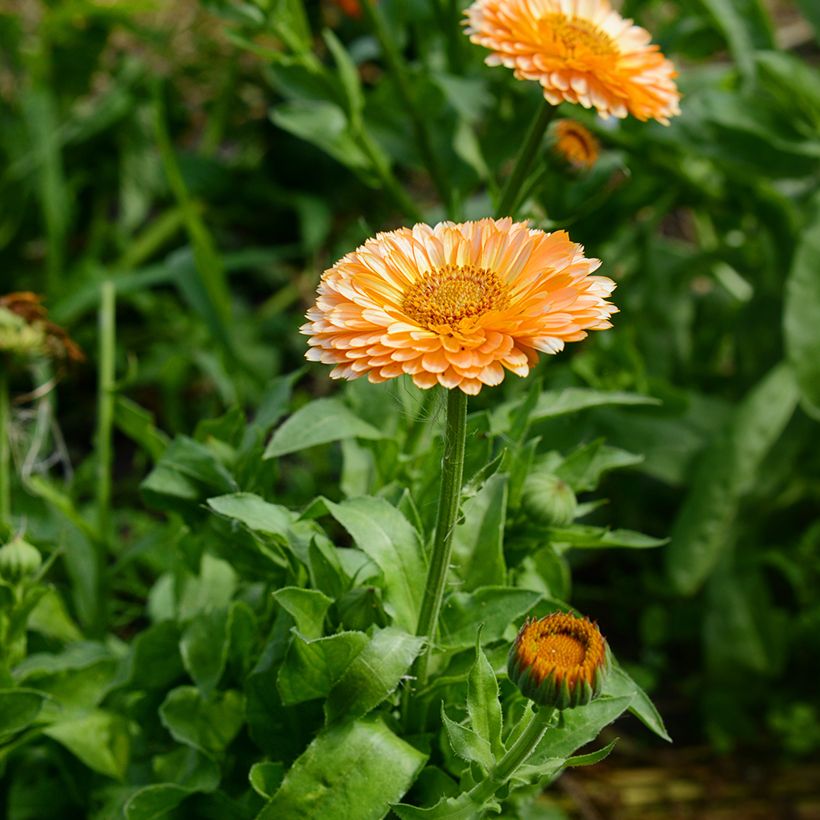 Garten-Ringelblume Pink Surprise - Calendula (Blüte)