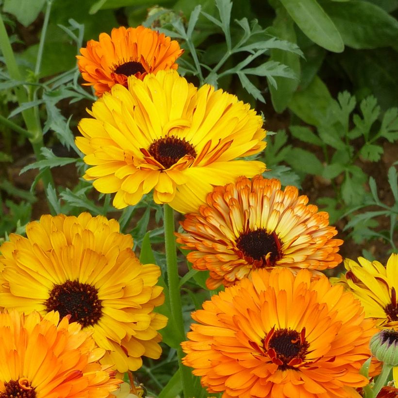 Garten-Ringelblume Touch of Red Mixed - Calendula (Blüte)