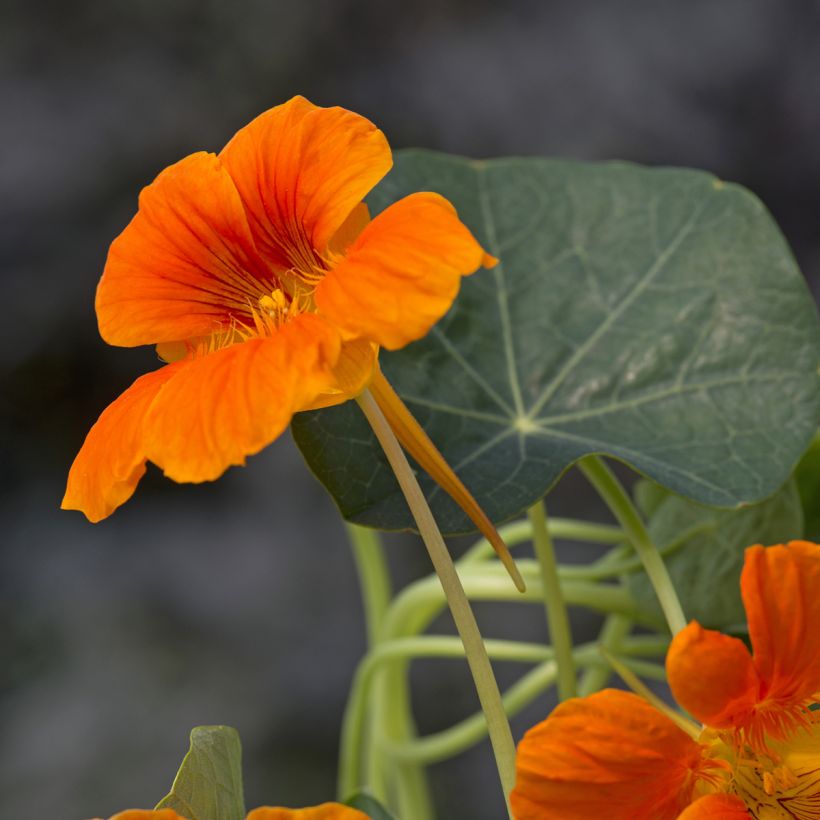 Niedrige Kapuzinerkresse Baby Orange (Blüte)