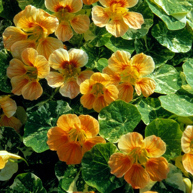 Tropaeolum Tip-Top Alaska Salmon (Samen) - Kapuzinerkresse (Blüte)