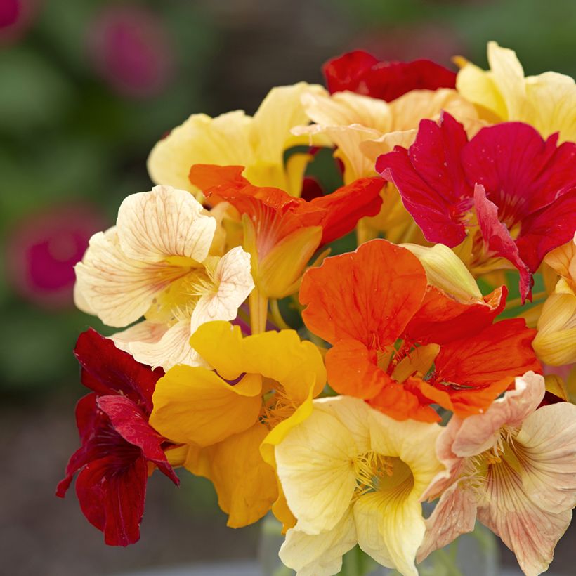 Tropaeolum Tip Top Formula Mixture (Samen) - Kapuzinerkresse (Blüte)