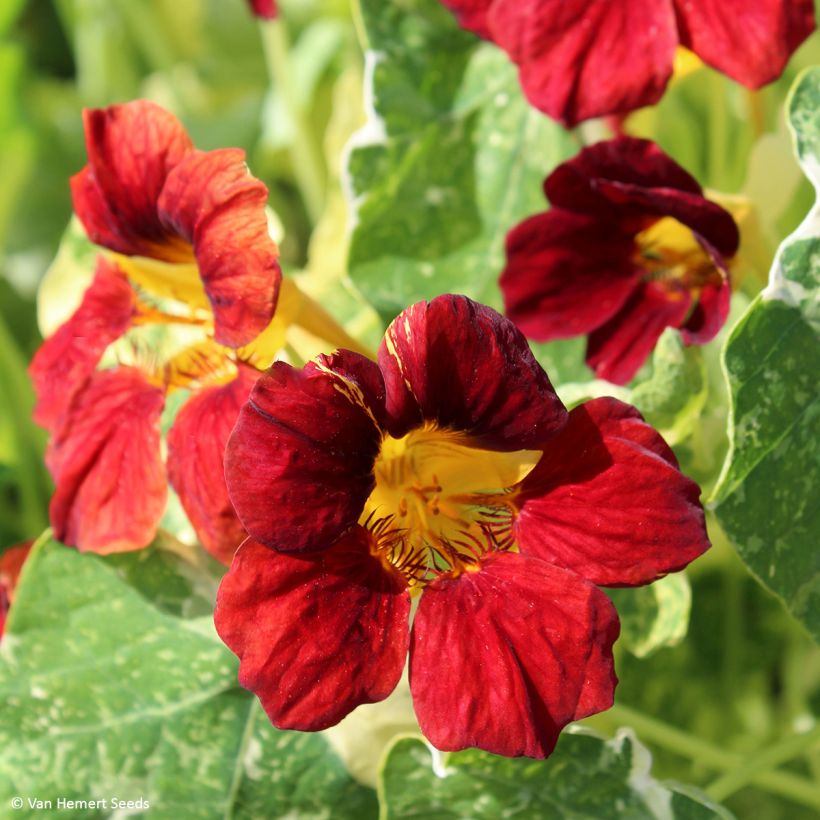 Niedrige Kapuzinerkresse Velvet Troika (Blüte)