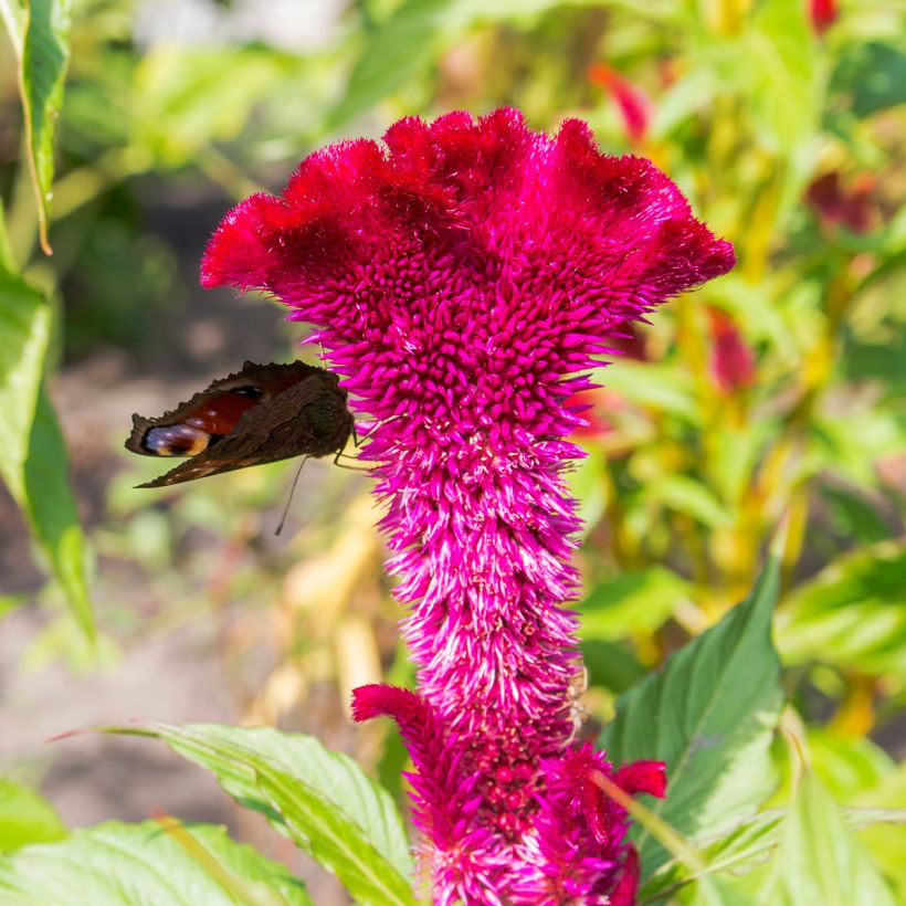 Celosia cristata Fan Dance Purple (Samen) - Hahnenkamm (Blüte)