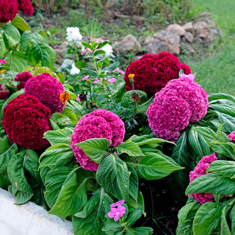 Celosia cristata King Coral (Samen) - Hahnenkamm (Hafen)