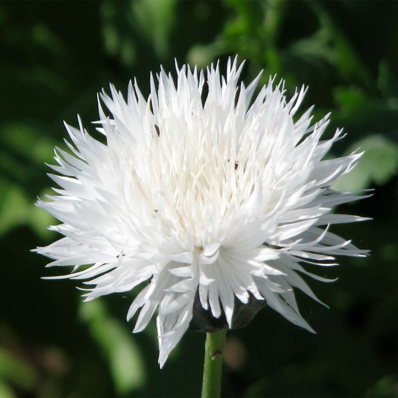 Centaurea moschata The Bride (Samen) - Duftende Bisamblume (Blüte)