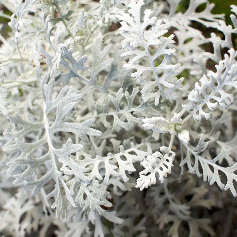 Senecio cineraria Silver Dust (Samen) - Kreuzkraut (Laub)