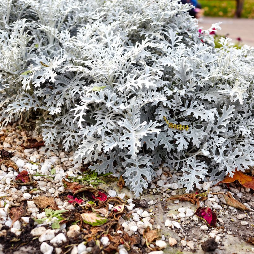 Senecio cineraria Silver Dust (Samen) - Kreuzkraut (Hafen)