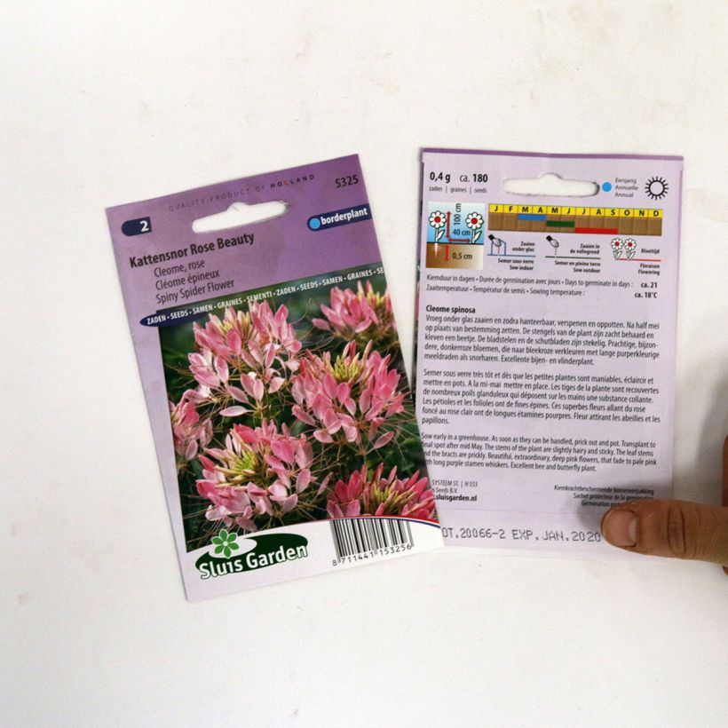 Beispiel eines Exemplars von Spinnenpflanze Rose Beauty (Samen) - Cleome wie geliefert