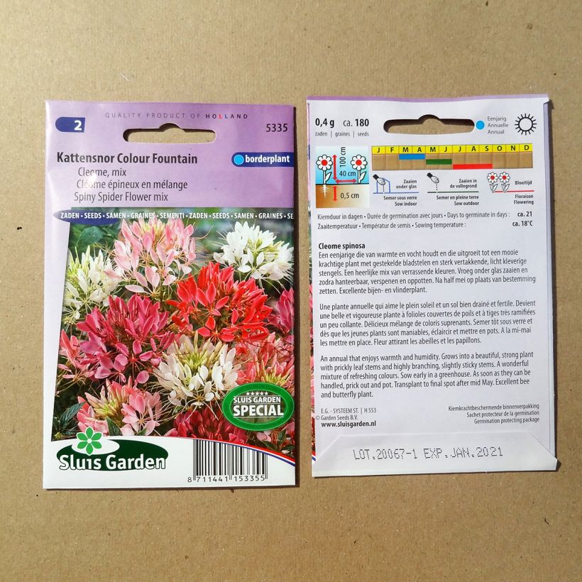 Beispiel eines Exemplars von Graines de Cléome épineux en mélange Colour Fountain - Cleome spinosa Graines wie geliefert