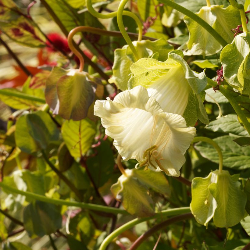 Cobea scandens Alba (Samen) - Glockenrebe (Blüte)